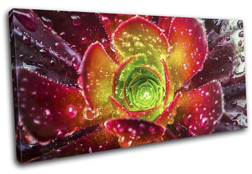 Exotic water drops flower - exotic,