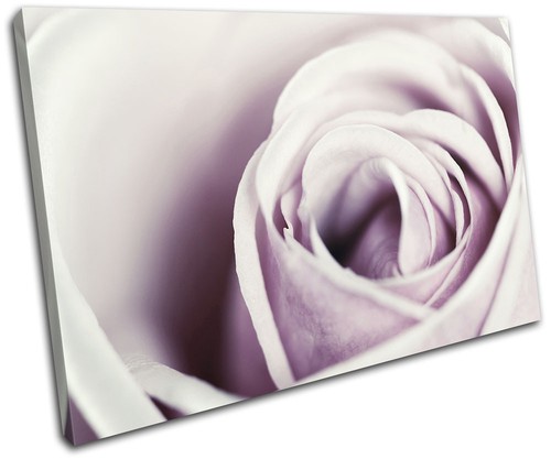 Rose flowers love pink - flowers,