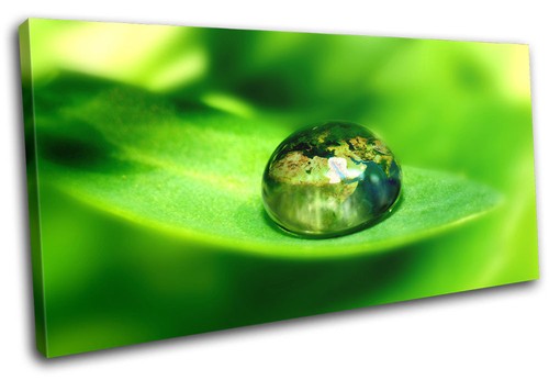 Macro leaf green - macro,
